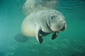 manatee experience