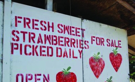 strawberriespickeddaily_thumb