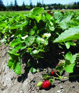 strawberryfieldsonoma