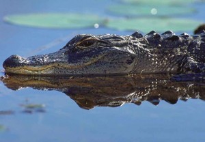 Gator-in-lake