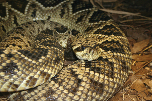 Eastern-diamondback