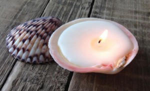 seashell_feat